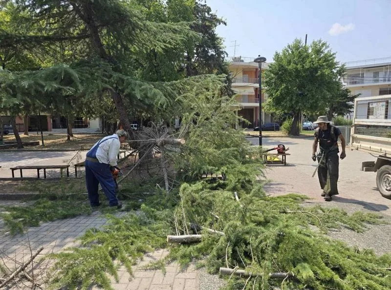 Απομάκρυνση επικίνδυνου δέντρου από πλατεία της Λάρισας - Εφιστά την προσοχή η Δ/νση Πρασίνου
