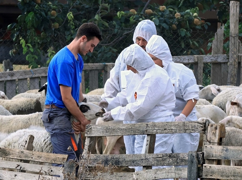 Περιφέρεια | Άμεση προμήθεια Rapid Test από το εξωτερικό για την πανώλη στα ζώα