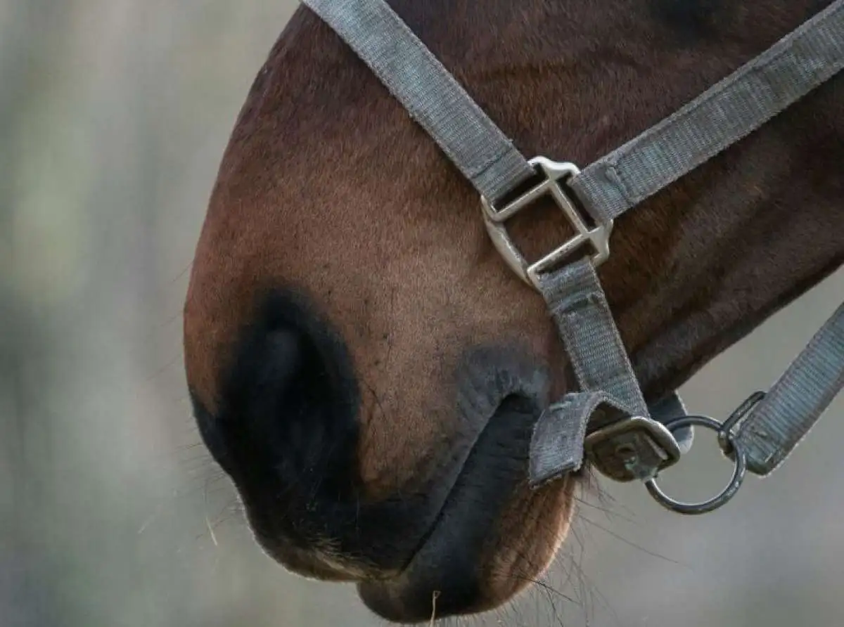Σύλληψη άντρα για ζωοκτονία σε κοινότητα του Δήμου Παλαμά