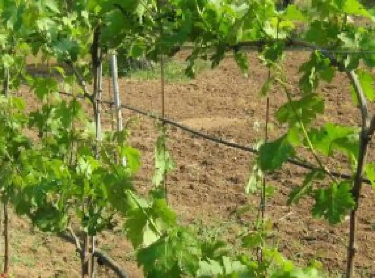 Οι κλιματολογικές συνθήκες και ο περονόσπορος ευθύνονται για την ακαρπία των αμπελοκαλλιεργειών στον Τύρναβο