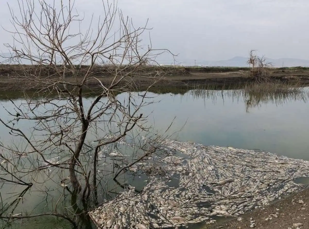 Κραυγή αγωνίας από οικολόγους για τα νεκρά ψάρια στον Παγασητικό