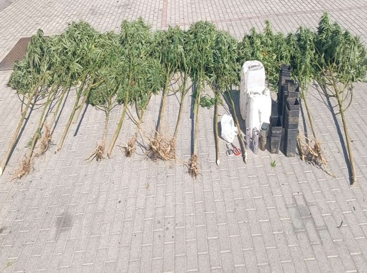 Φυτεία κάνναβης σε χωράφι με καλαμπόκι σε περιοχή της Λάρισας (ΦΩΤΟ)