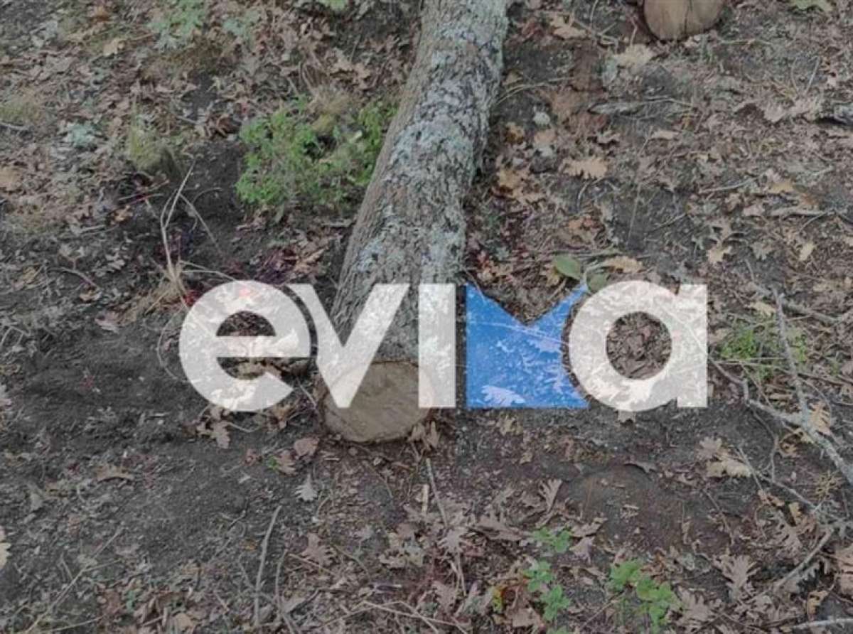 Εργατικό δυστύχημα στην Εύβοια: Νεκρός δασεργάτης που τον καταπλάκωσε δέντρο