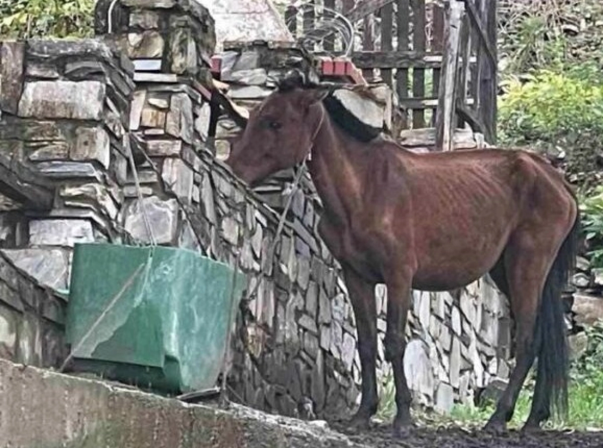 Κινητοποίηση στην Πλαταμώνα | Αντιδράσεις από την εικόνα υποσιτισμένου αλόγου