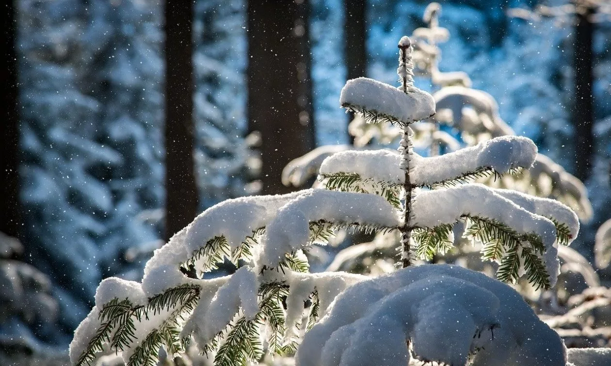 WEATHERGROUP | Σ' αυτές τις περιοχές της Θεσσαλίας θα κάνουν λευκά Χριστούγεννα 