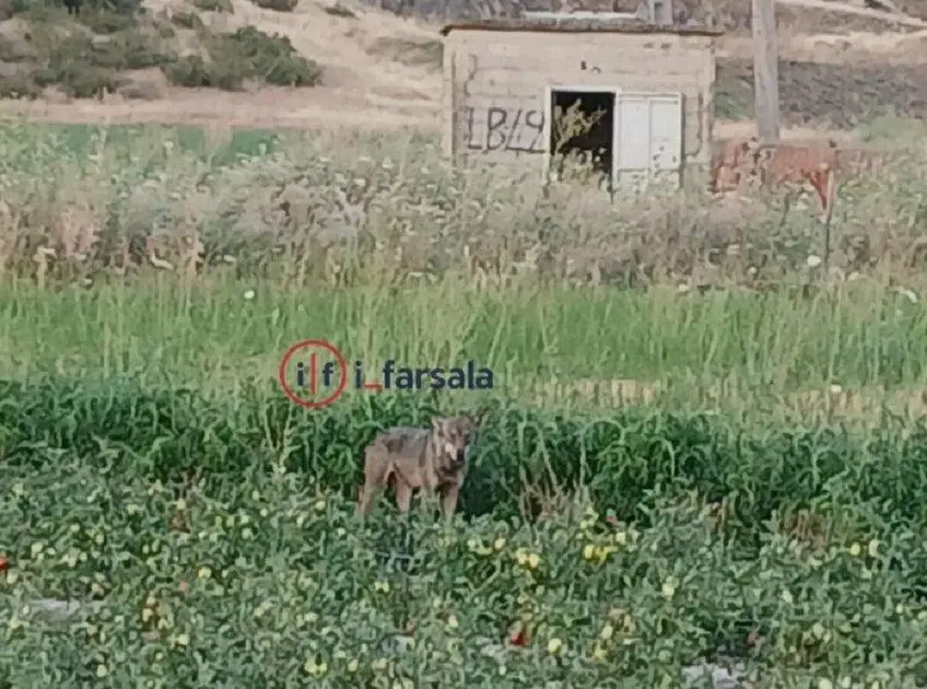 Λύκος "μέρα μεσημέρι" στον κάμπο των Φαρσάλων!