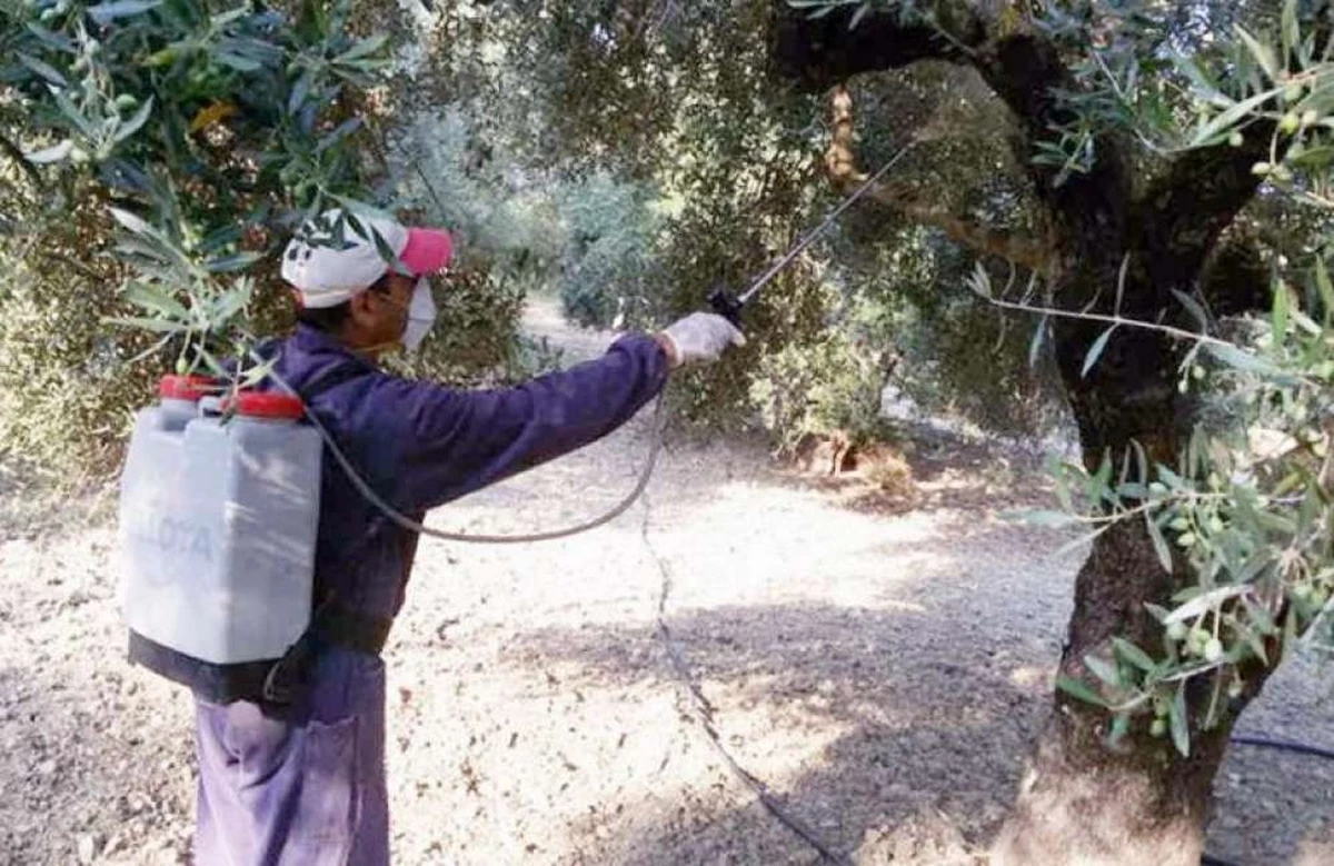 Δολωματικός ψεκασμός για δάκο στους Δήμους Αγιάς, Ελασσόνας, Τεμπών και Τυρνάβου