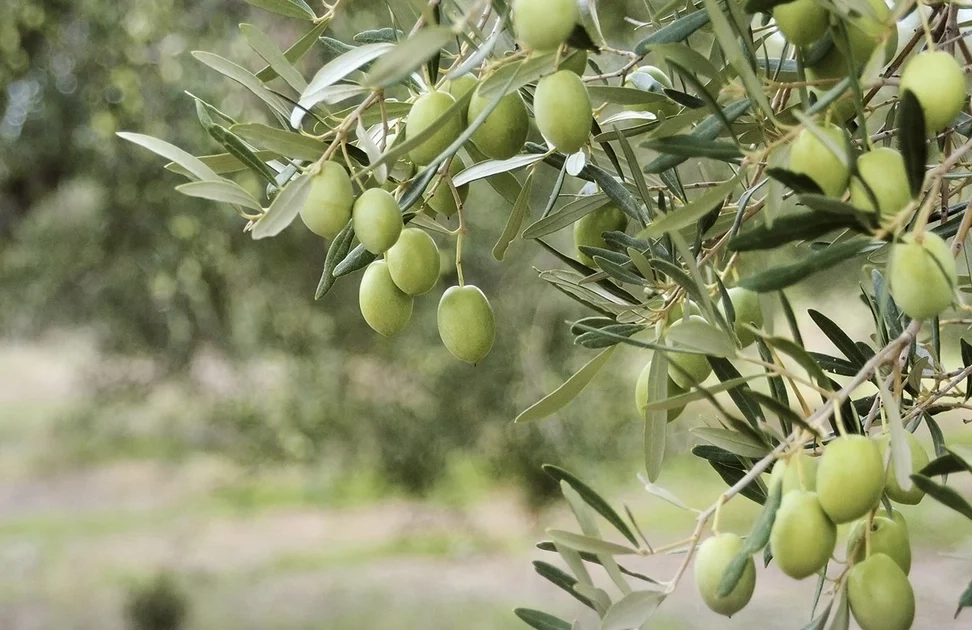 "Αναγκαίο βήμα που υπηρετεί το συμφέρον των ελαιοπαραγωγών"