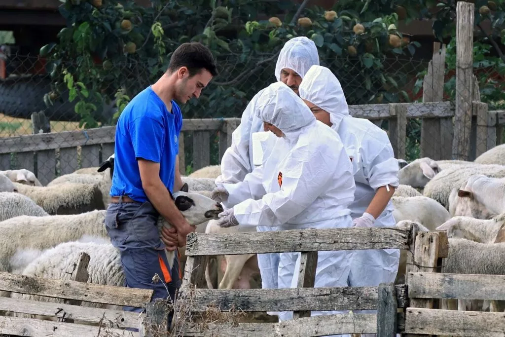 Οι κτηνίατροι ζητούν συντονισμό δράσης και απαιτούν ειδικό καθεστώς για την αντιμετώπιση της ευλογιάς