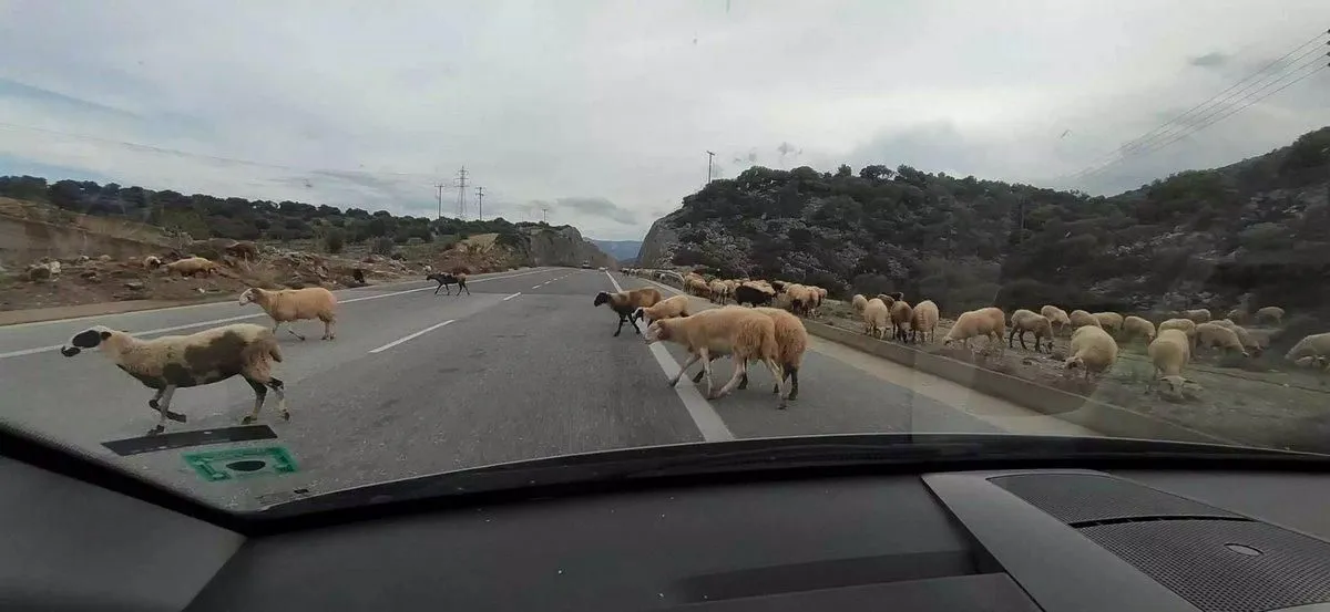 Τυρναβίτης έβγαλε παράνομα τα πρόβατα για βοσκή και προκάλεσε τροχαίο!