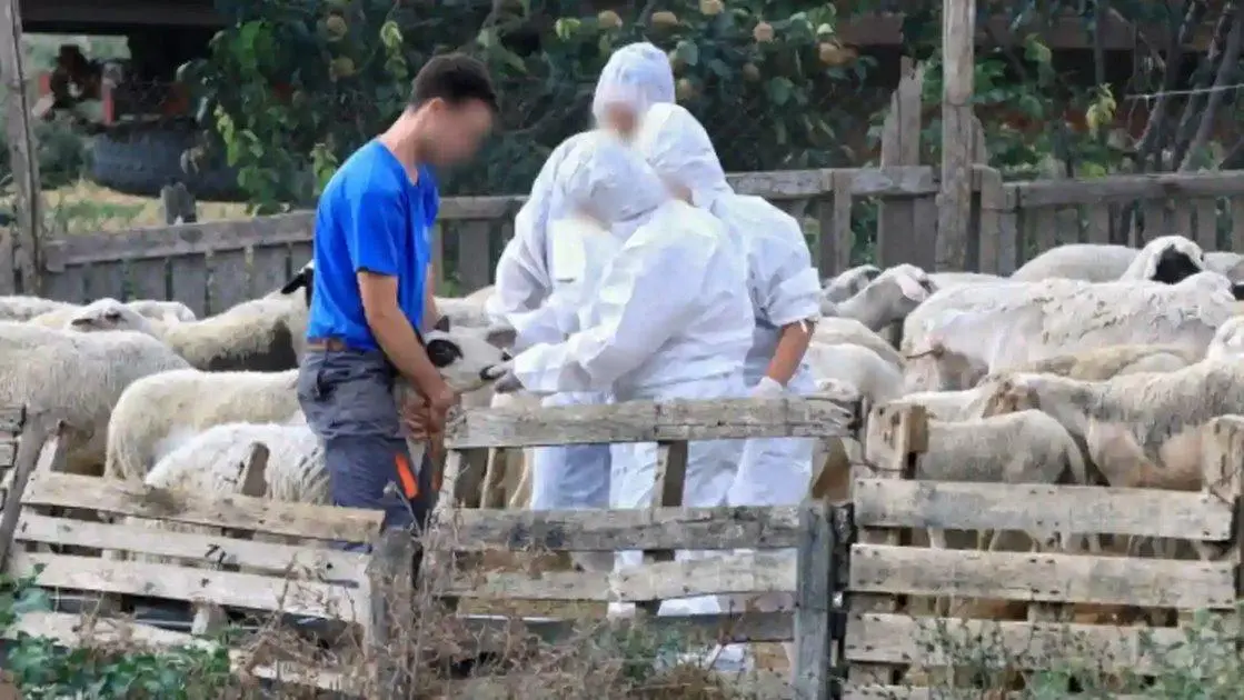 Aπολυμάνσεις σε 17 σημεία ελέγχου για την ευλογιά των αιγοπροβάτων