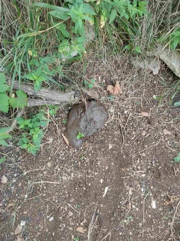 xaliki arkouda peritomata
