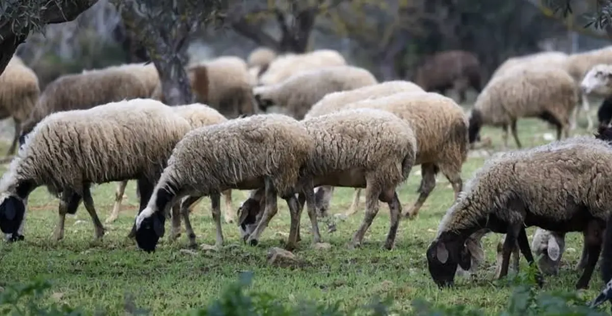 Κομισιόν: Στο στόχαστρο οι επιδοτήσεις της βιολογικής κτηνοτροφίας – 400 βόδια, πληρωμές για 1.300 στη Θεσσαλία