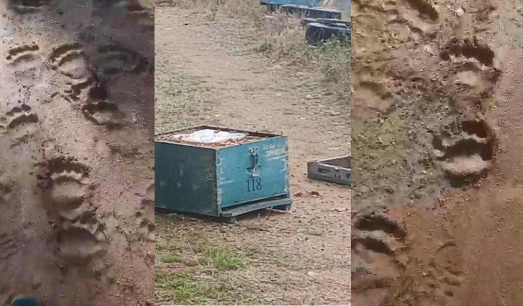 Σοβαρές ενδείξεις για παρουσία αρκούδων στον Κίσσαβο (VIDEO &amp; ΦΩΤΟ)