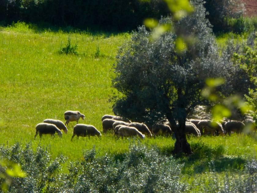 Το πρώτο πρόστιμο για τον ΟΠΕΚΕΠΕ «τρώει» μειώσεις στον ΕΝΦΙΑ και αυξήσεις στις συντάξεις