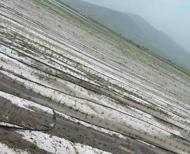 Χαλάζι και δυνατή βροχή προκάλεσε νέες ζημιές στις καλλιέργειες του ν.Λάρισας (ΦΩΤΟ)