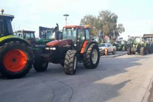 agrotes-3_original